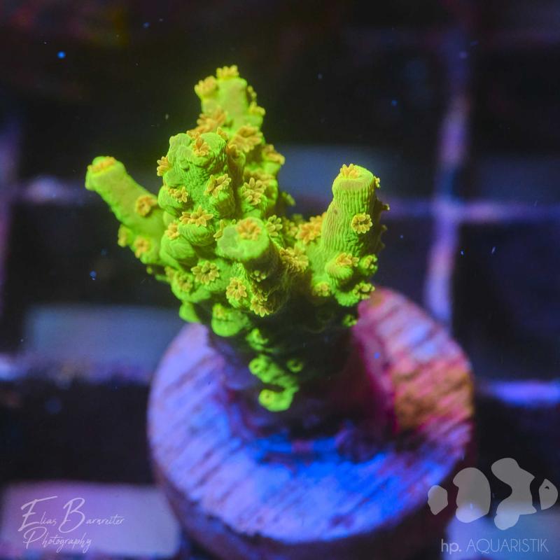 Acropora bigR Walt Disney Original